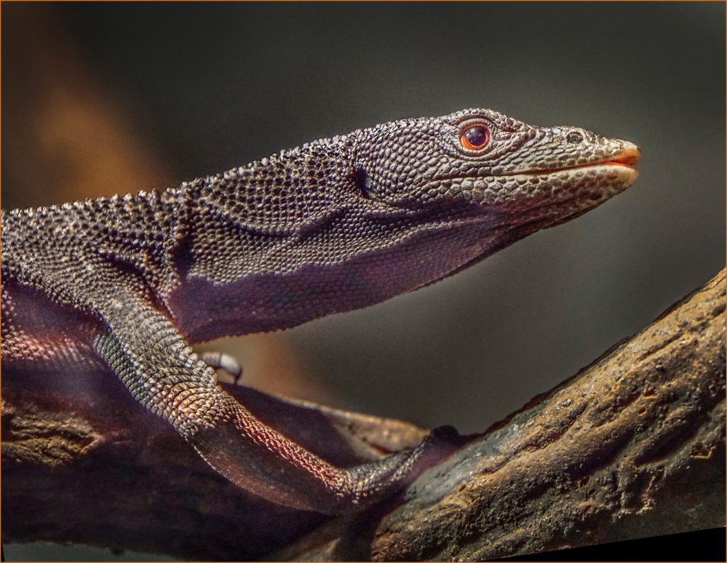 Lizzard - Neal Thompson